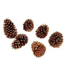 Набір декоративних шишок 6 шт (натуральні матеріали)