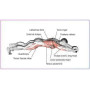 Изображение Гимнастическое спортивное фитнес колесо Double wheel Abs health abdomen round | Тренажер-ролик для мышц ИМ Light-Deco 6 